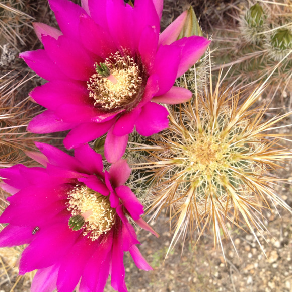 stylincactus